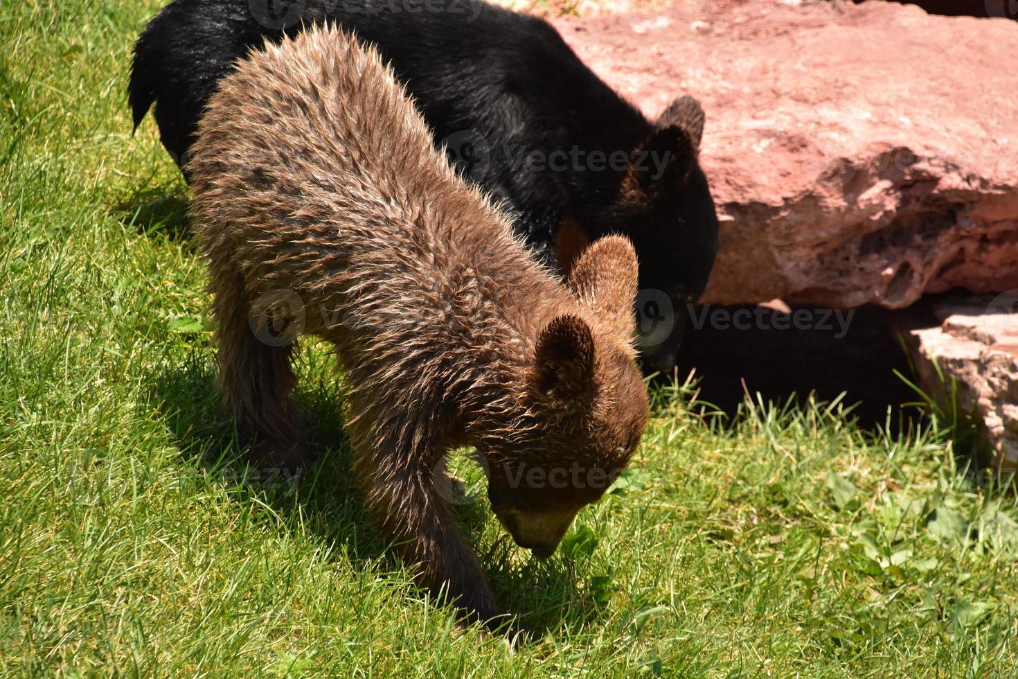 Pair of Black Bear Cubs Playing Outside photo