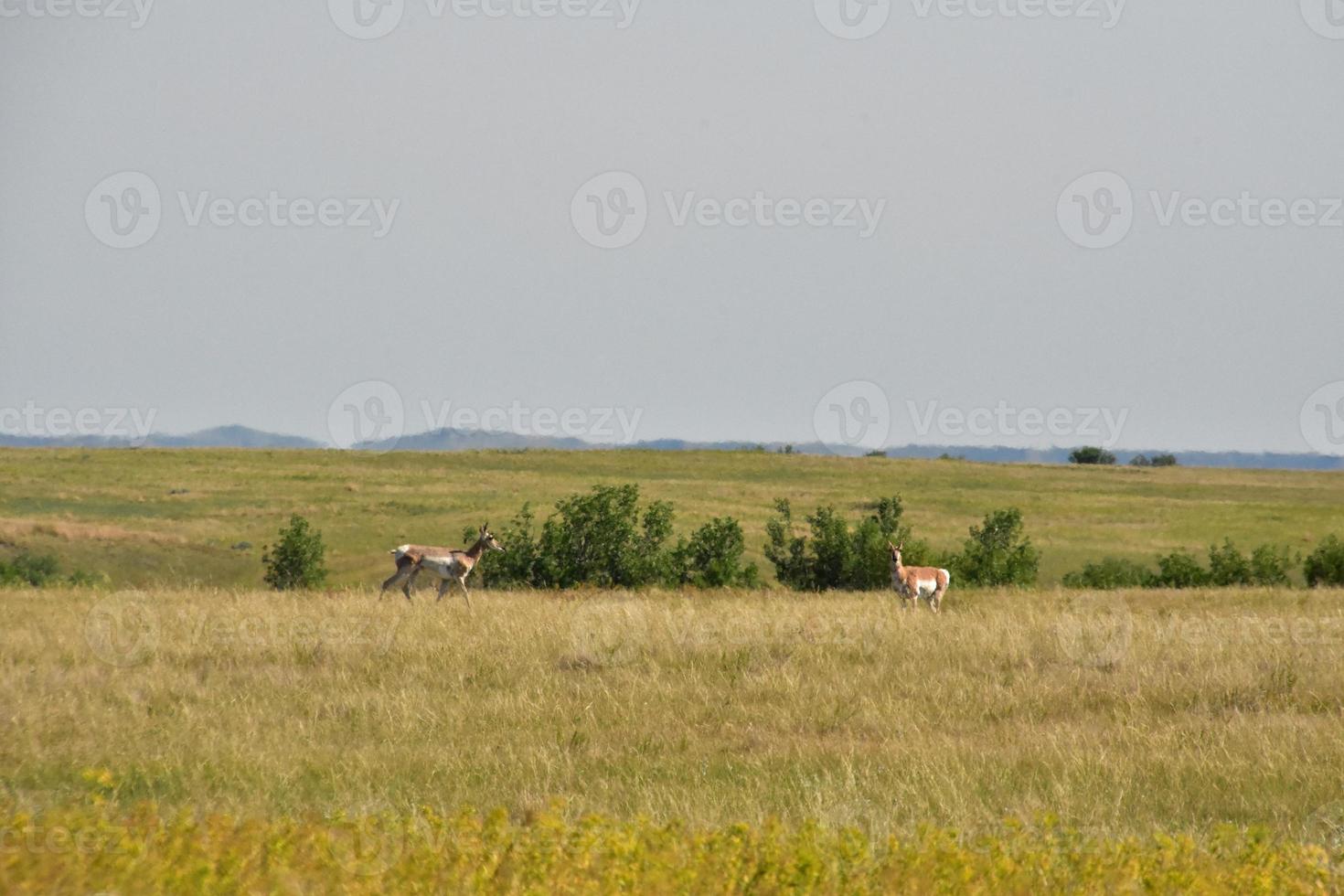 Pronghorns in Grass Covered Plains in North Dakota photo