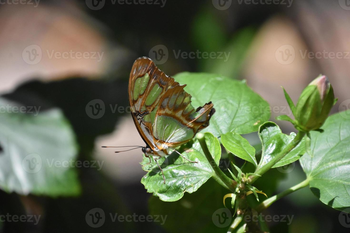 Malachite Butterfly With Patterned Wings on a Leaf photo