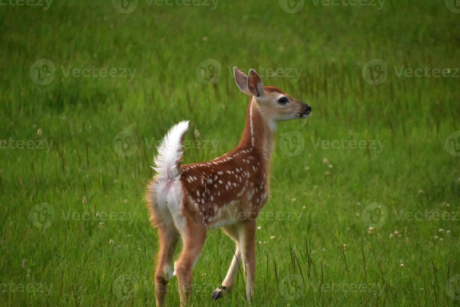 Spotted Fawn with a Fluffy White Tail in a Grass Field photo