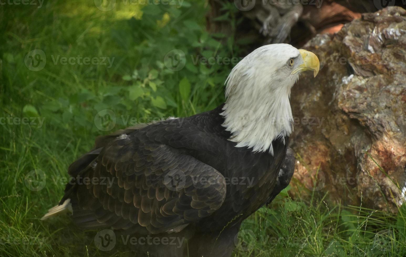 Large Bald Eagle With His Head Slightly Turned photo