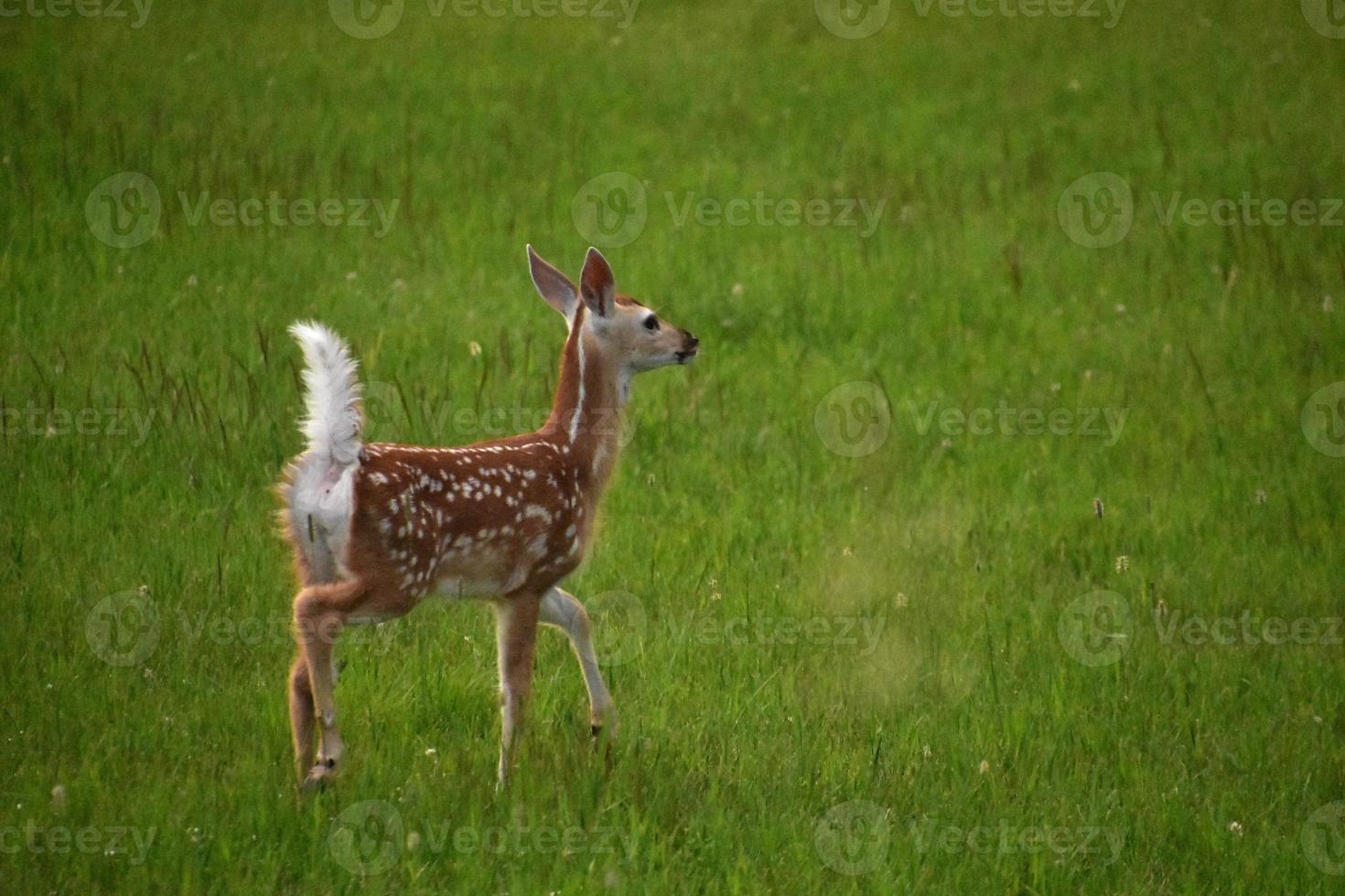 Prancing Baby Deer in a Green Grass Field photo
