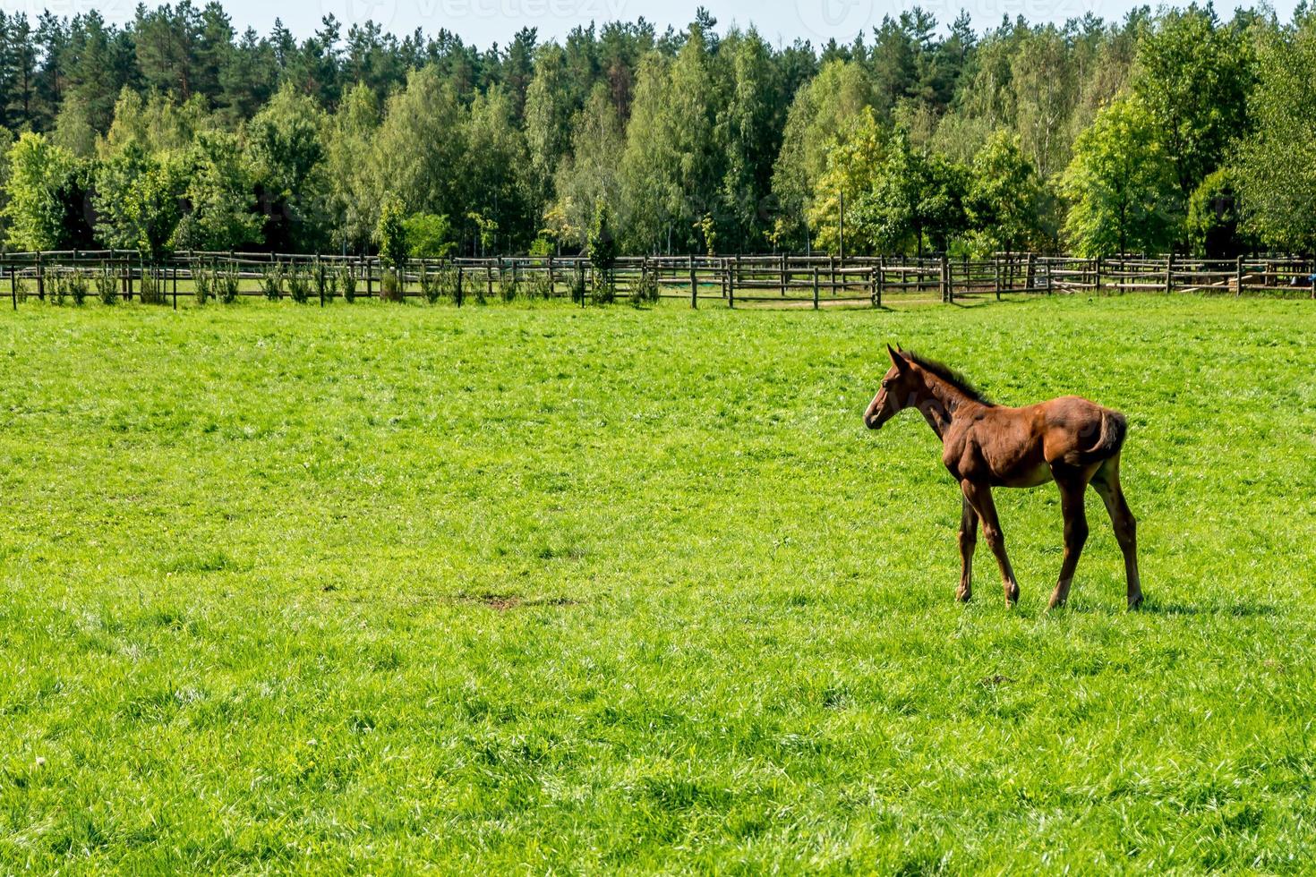 manada de caballos de élite pasta en el césped cerca del bosque foto