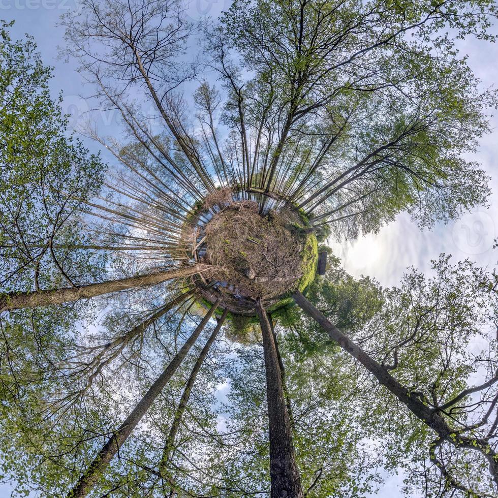 Little planet transformation of spherical panorama 360 degrees. Spherical abstract aerial view in forest. Curvature of space. photo
