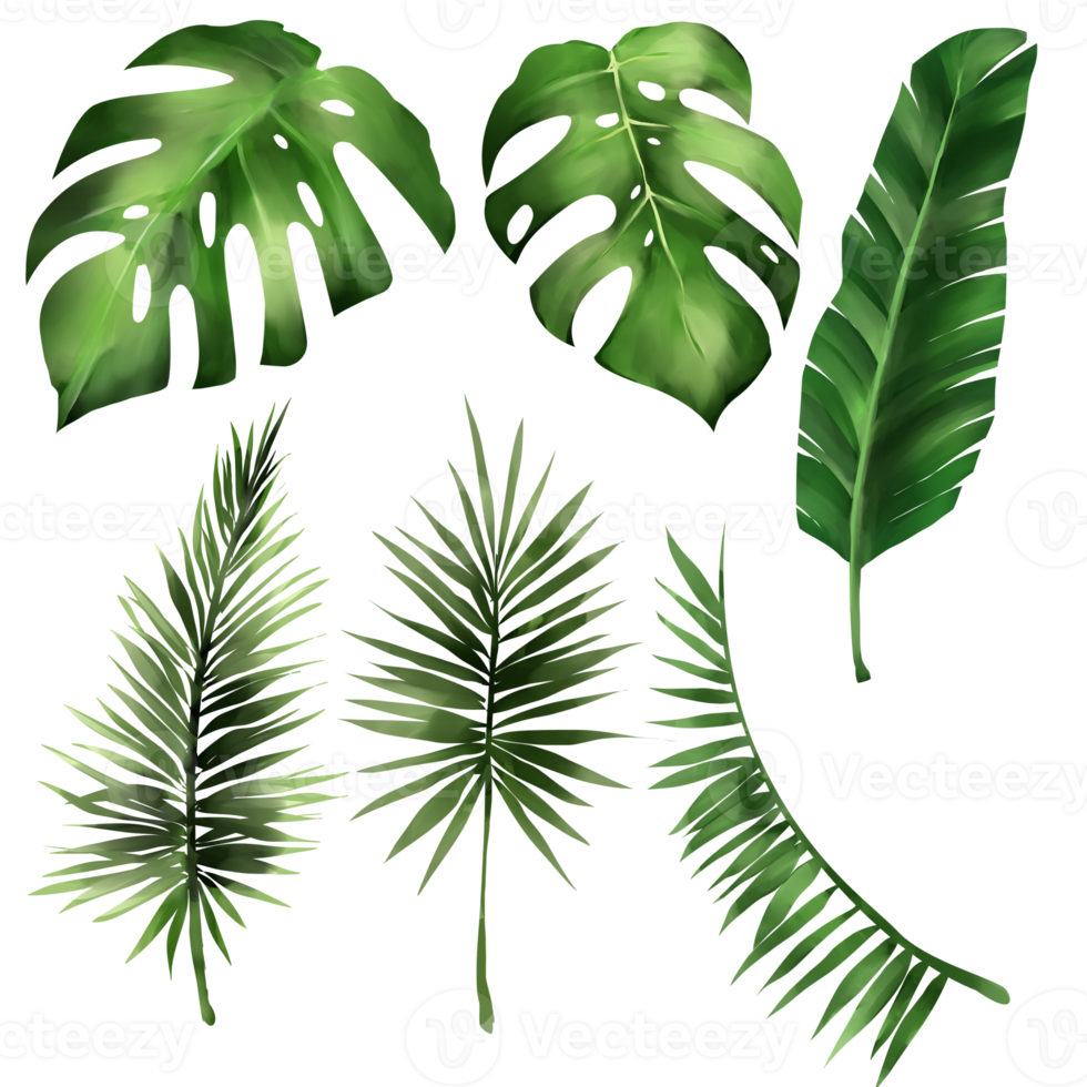 conjunto de folha tropical monstera, arquivo de ilustração de folhas de floresta png