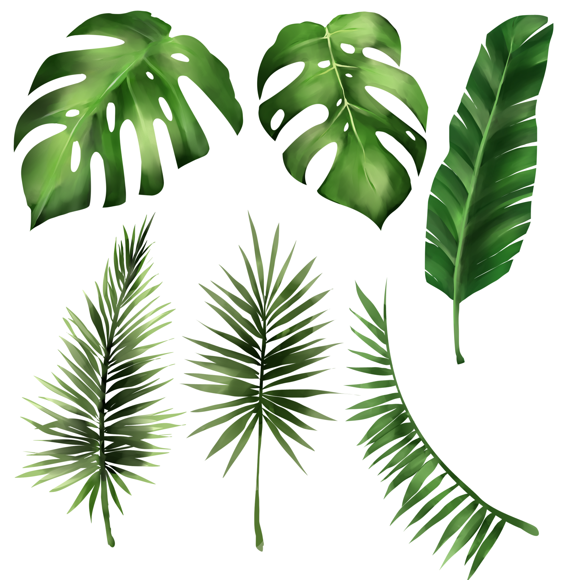 Set of tropical leaf monstera, forest leaves illustration PNG file