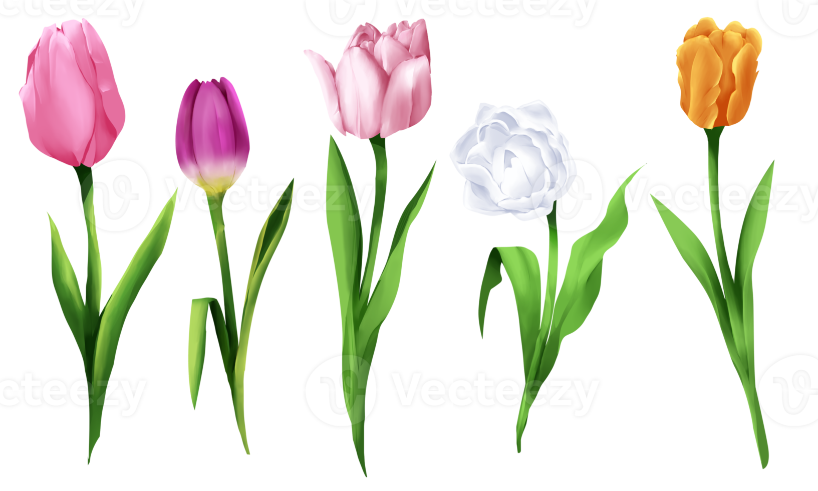 Tulpenblumenfarbe für die Dekoration von Festivalbannern png