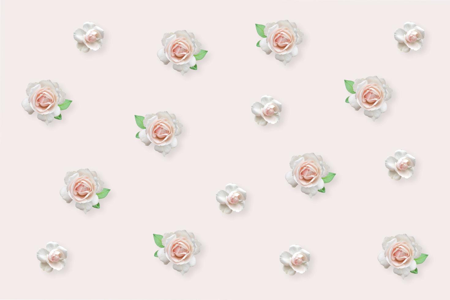 pink roses on a white background. photo