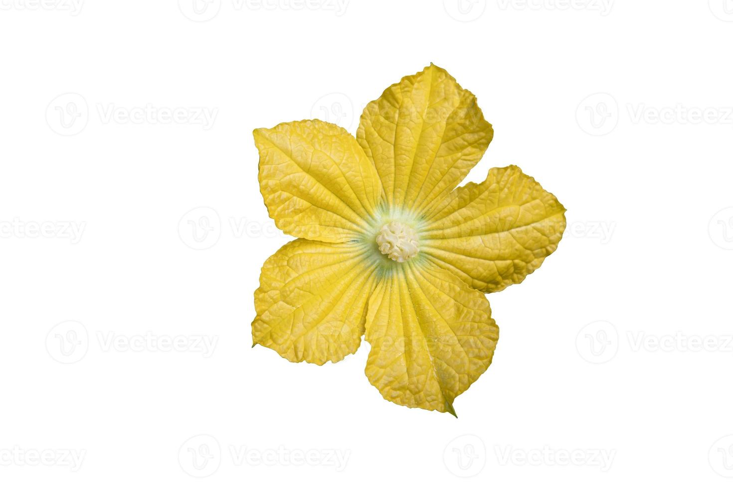 Blossom Wax Gourd Chalkumra Flower isolated on white background