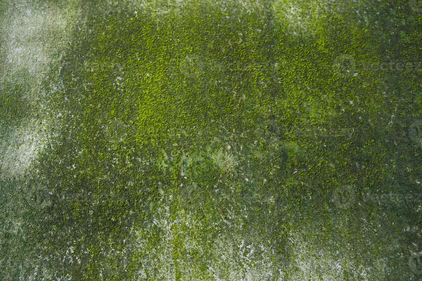 Fungi Green Moss Texture abstract background concrete wall. Rusty, Grungy, Gritty Vintage Background photo