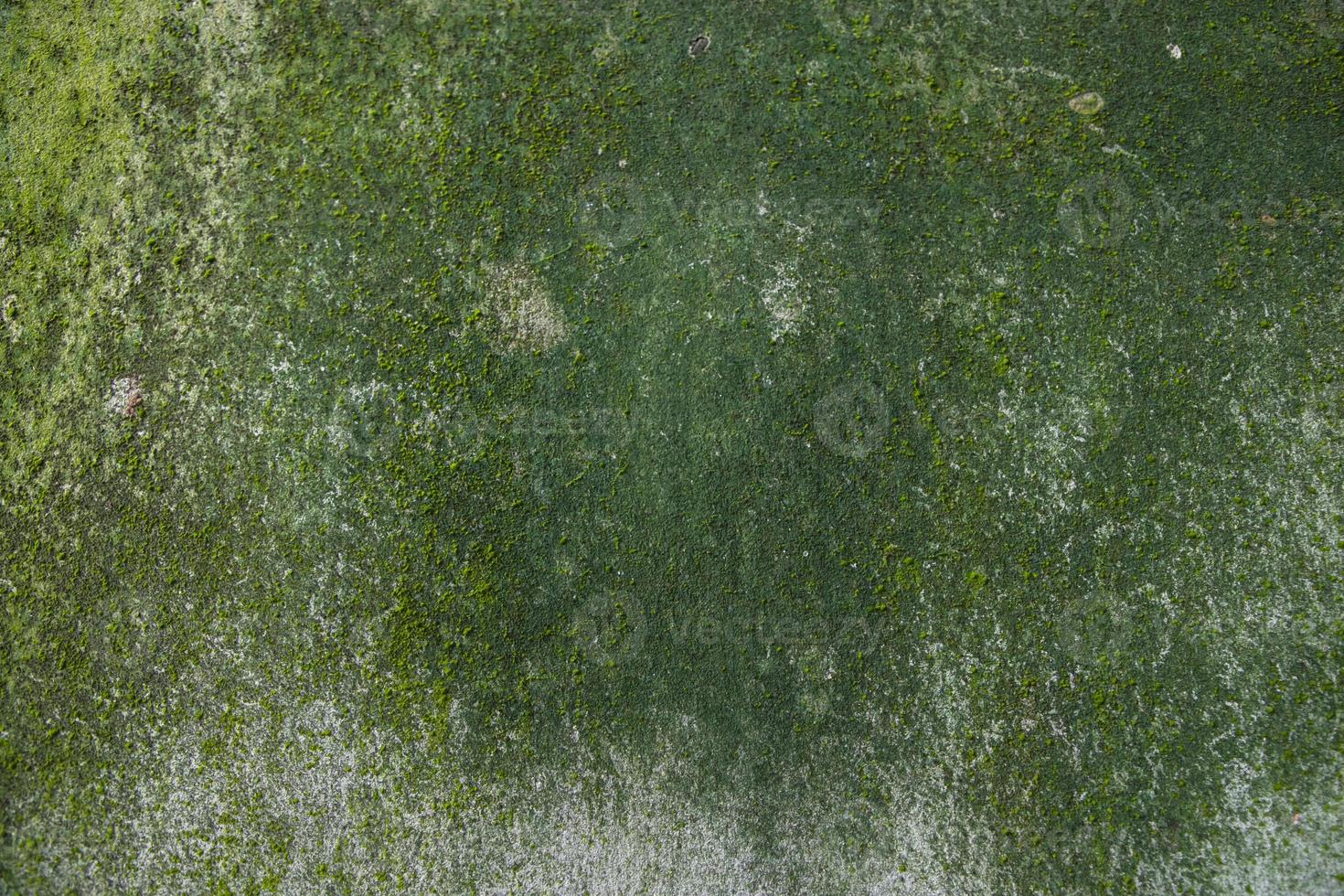 hongos verde musgo textura fondo abstracto muro de hormigón. fondo vintage oxidado, grungy, arenoso foto