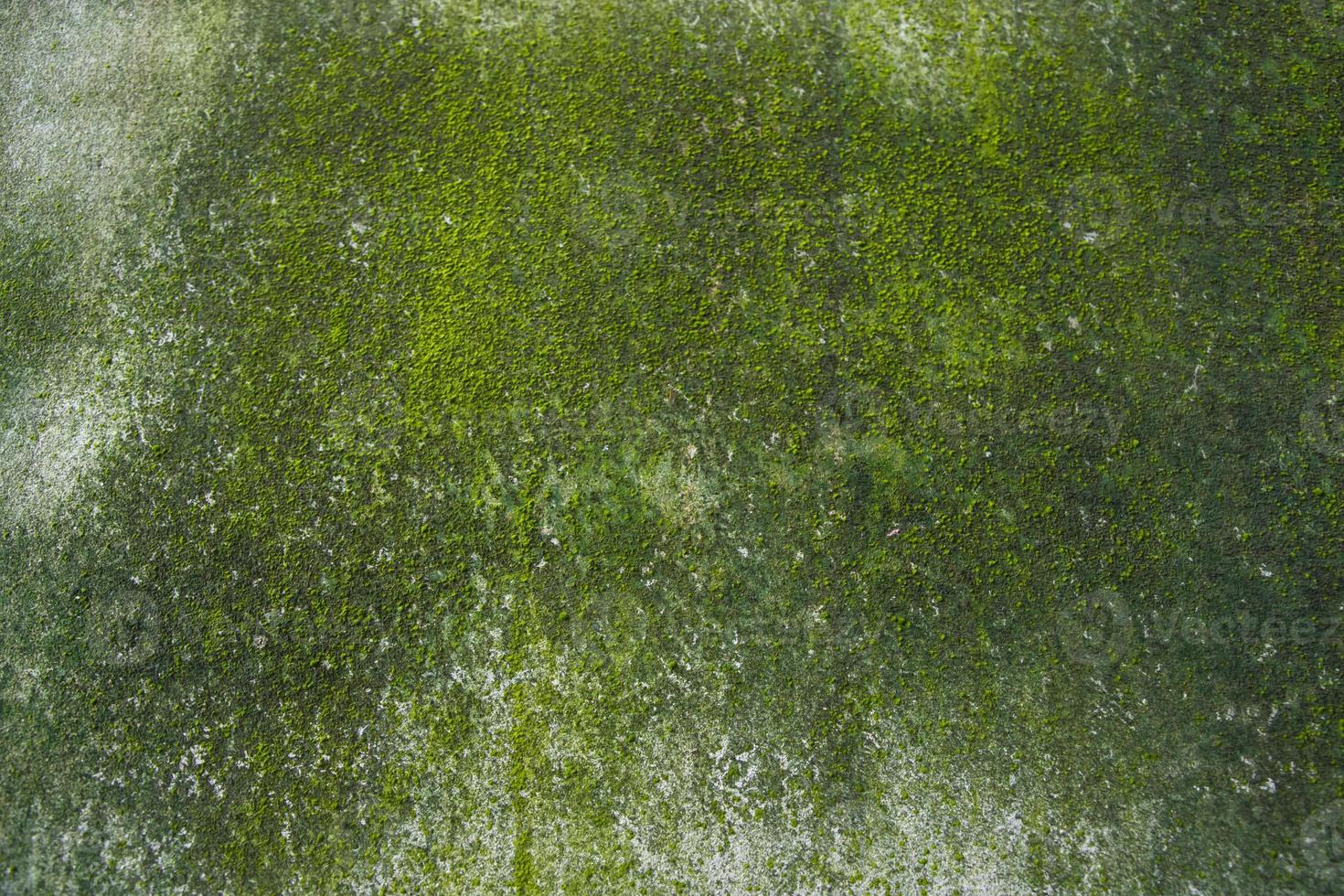 Fungi Green Moss Texture abstract background concrete wall. Rusty, Grungy, Gritty Vintage Background photo
