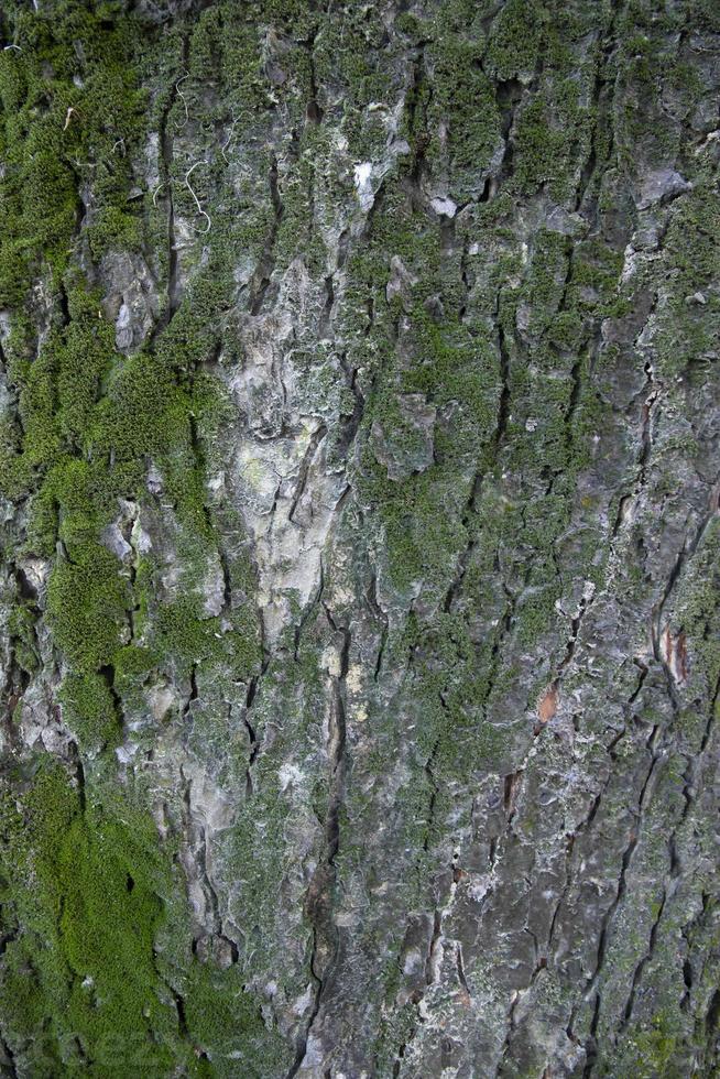 Textura De Musgo Natural En Tronco De árbol. Concepto De Musgo Imagen de  archivo - Imagen de crezca, hoja: 221437583