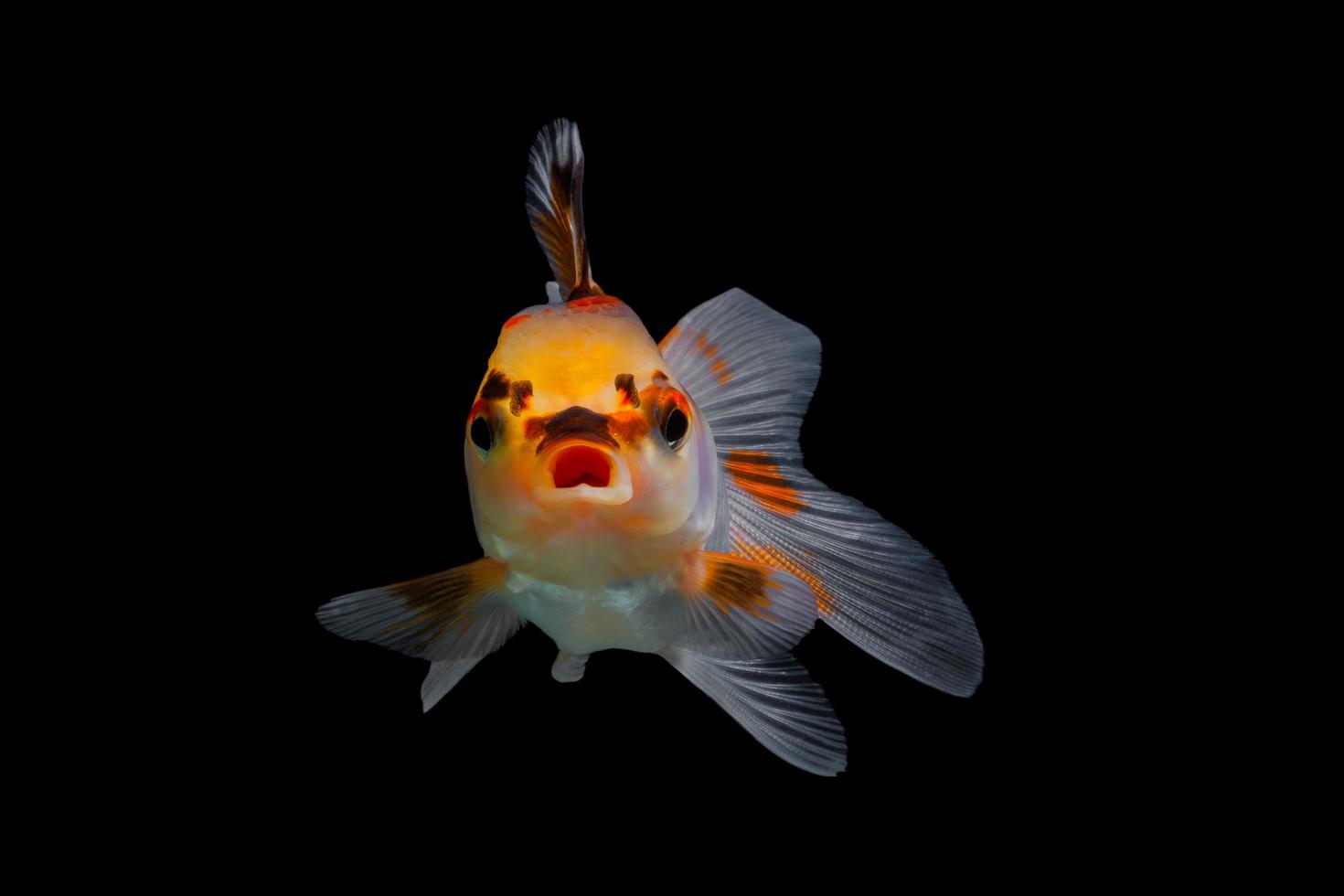 goldfish isolated on black background. photo