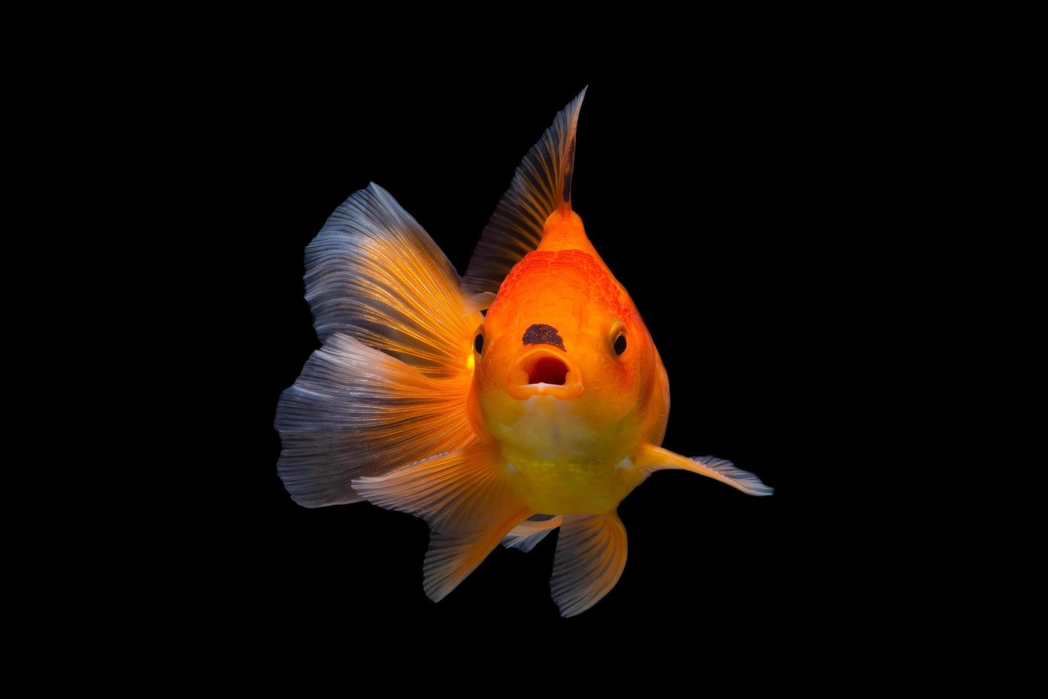 goldfish isolated on black background. photo