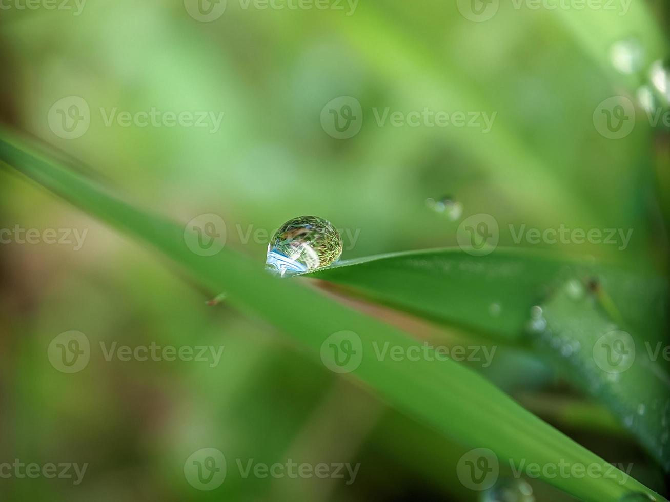 Dewdrop on the leaf in the morning photo