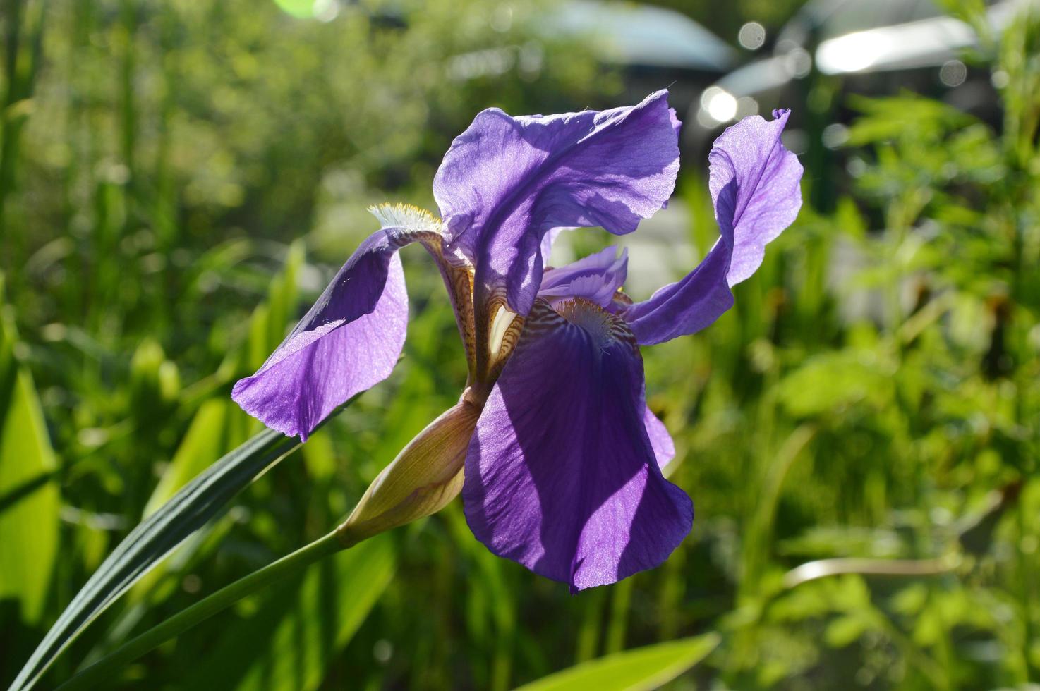 Blue purple iris blooms on a flower bed in the park on a sunny summer evening. Natural background. Close-up. photo