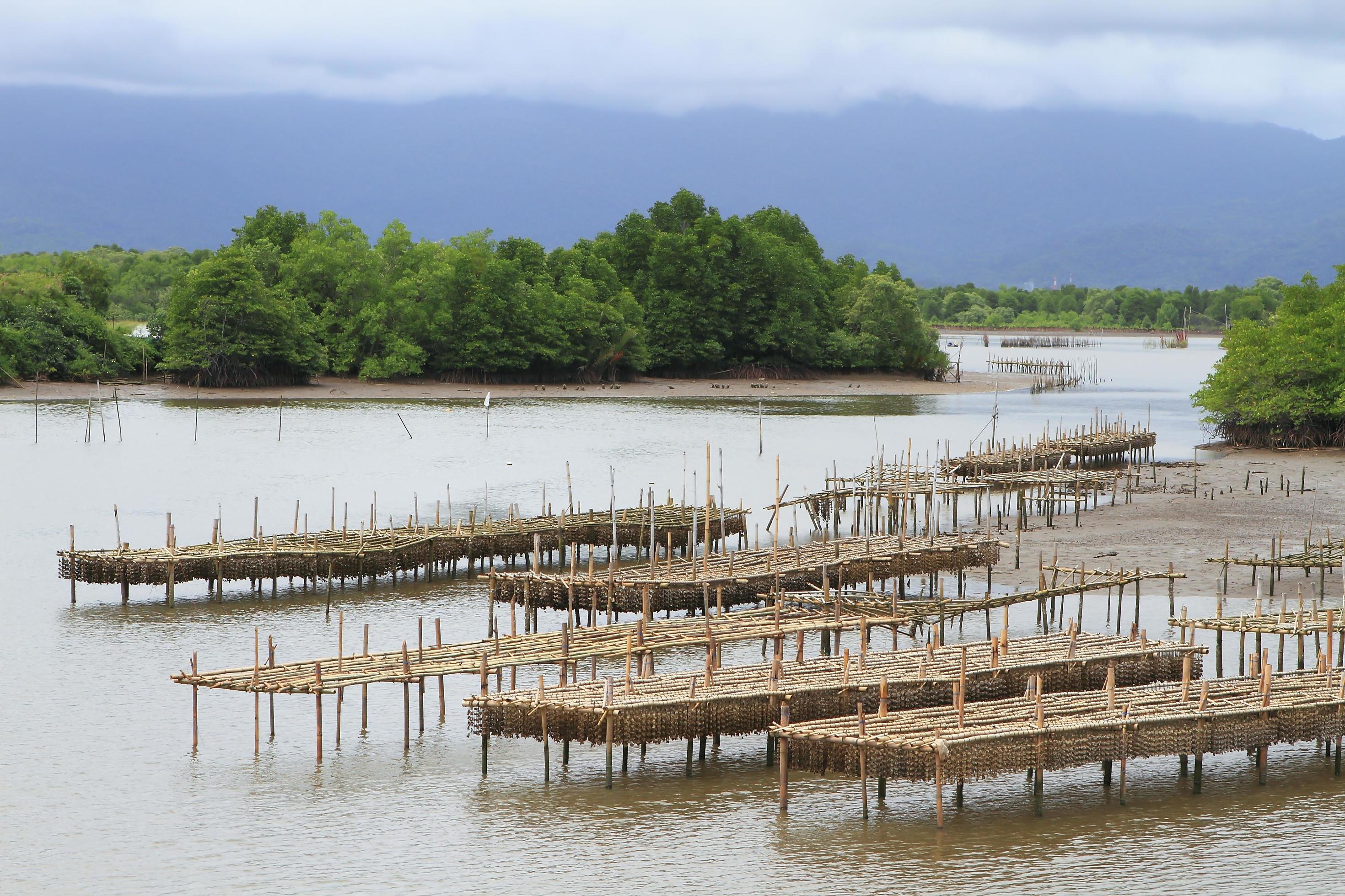 Shellfish farm, Thailand 10340121 Stock Photo at Vecteezy