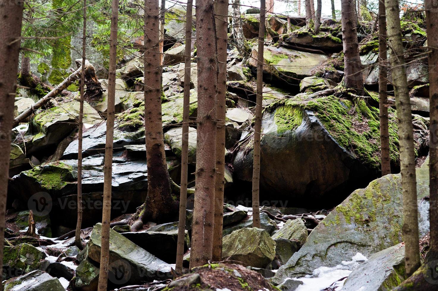 Dovbush rocks in green forest at Carpathian mountains. photo