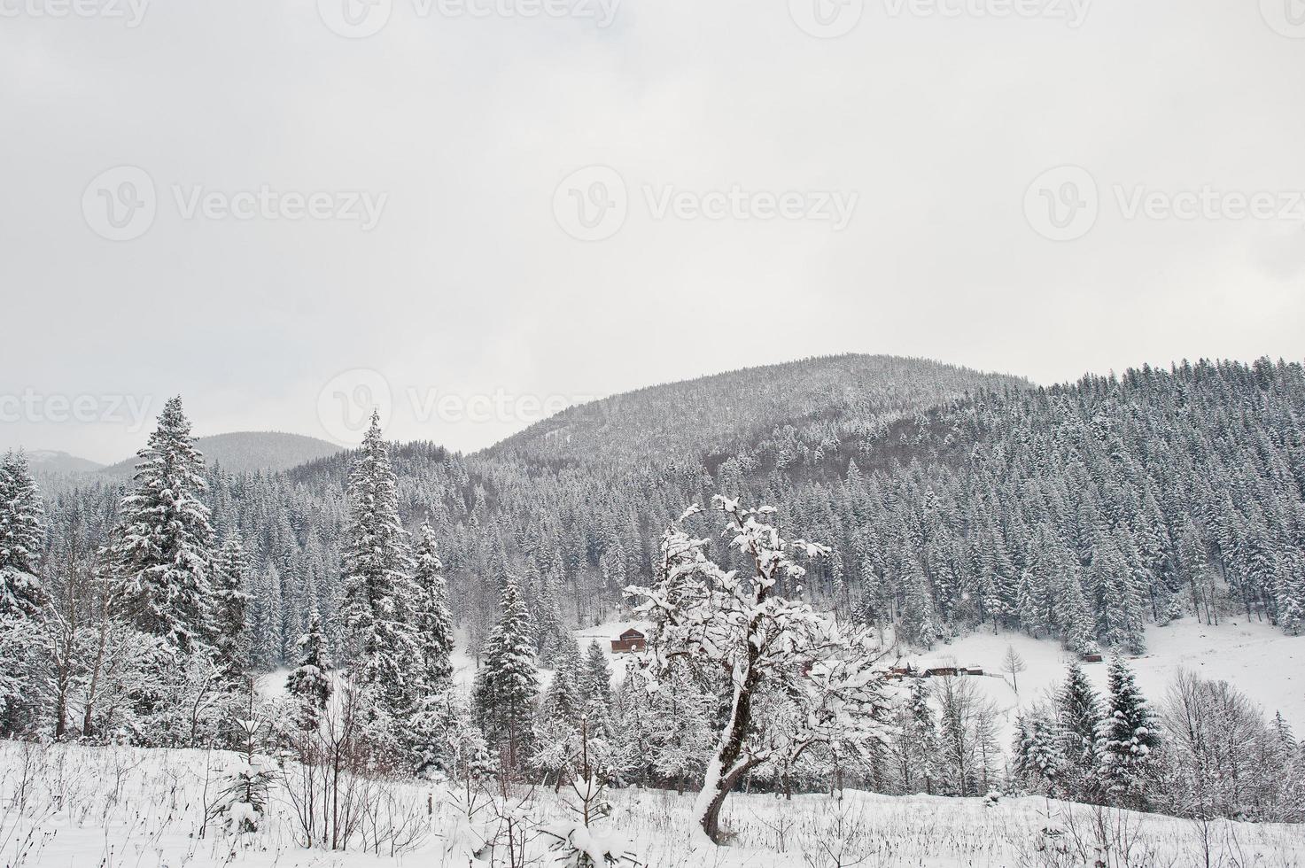 pinos cubiertos de nieve en las montañas de los Cárpatos. hermosos paisajes de invierno. naturaleza helada. foto