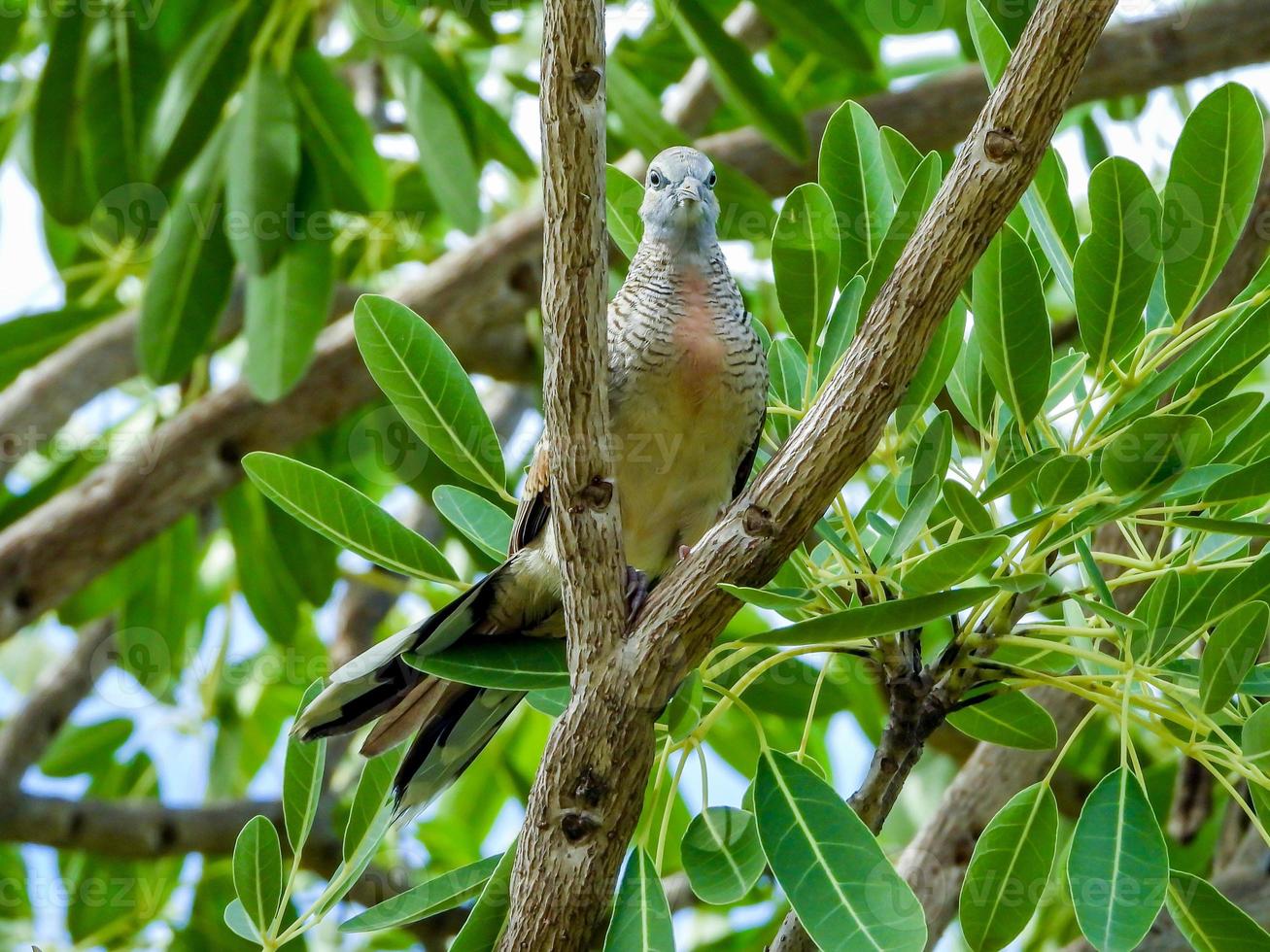 paloma cebra, paloma de tierra barrada, paloma pacífica en el árbol foto