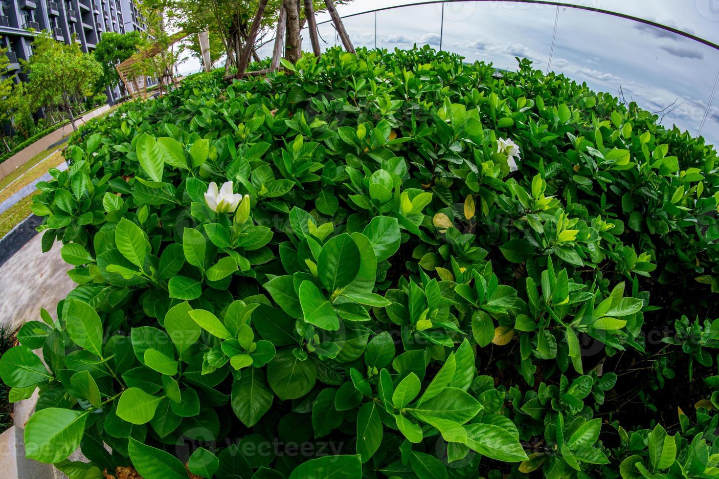 flor de gardenia blanca. jazmín del cabo en flor. la gardenia jasminoides.  10341810 Foto de stock en Vecteezy