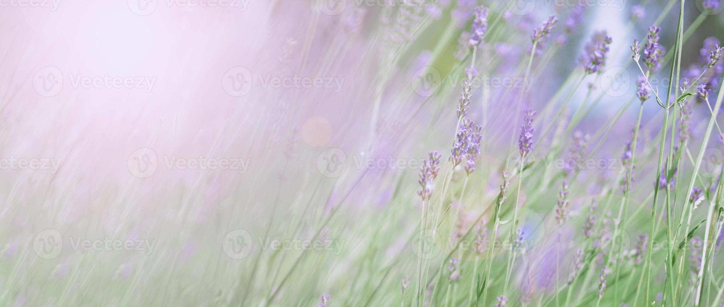 los campos de lavanda florecen en hokkaido japón para relajarse en verano o primavera. foto