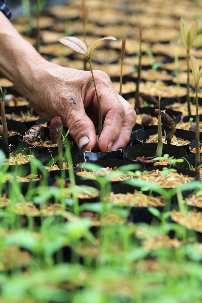 female hands hold a young seedling photo