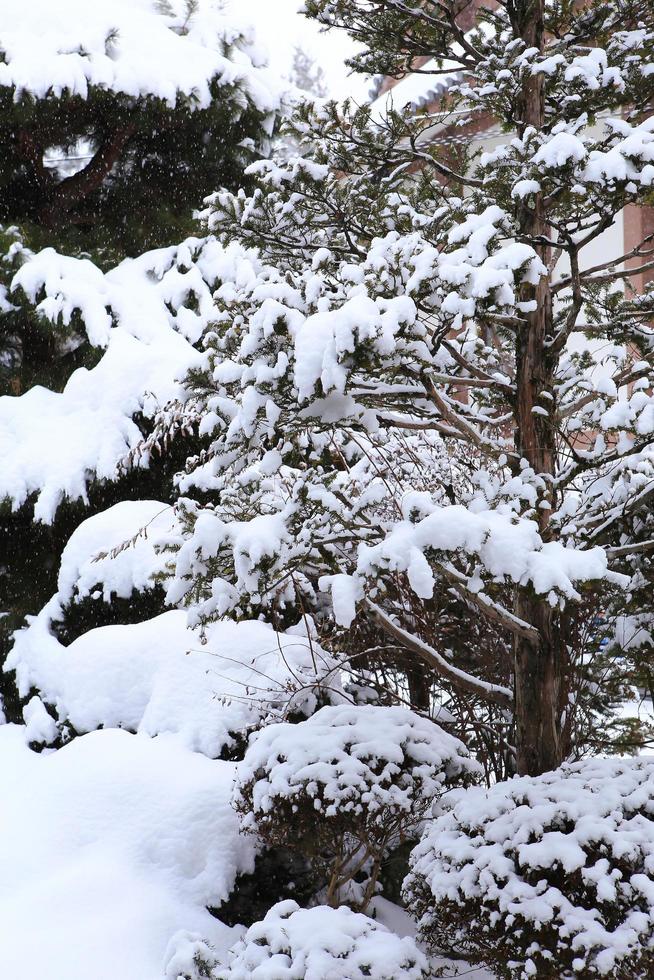 Winter scene, snow on pine branches. photo
