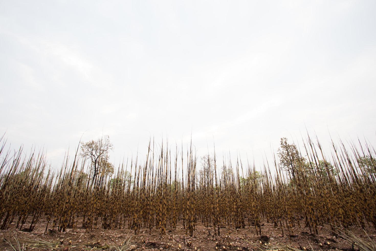 Sugarcane field fired photo