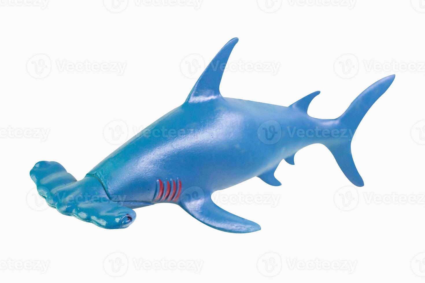 hammer shark isolation image photo
