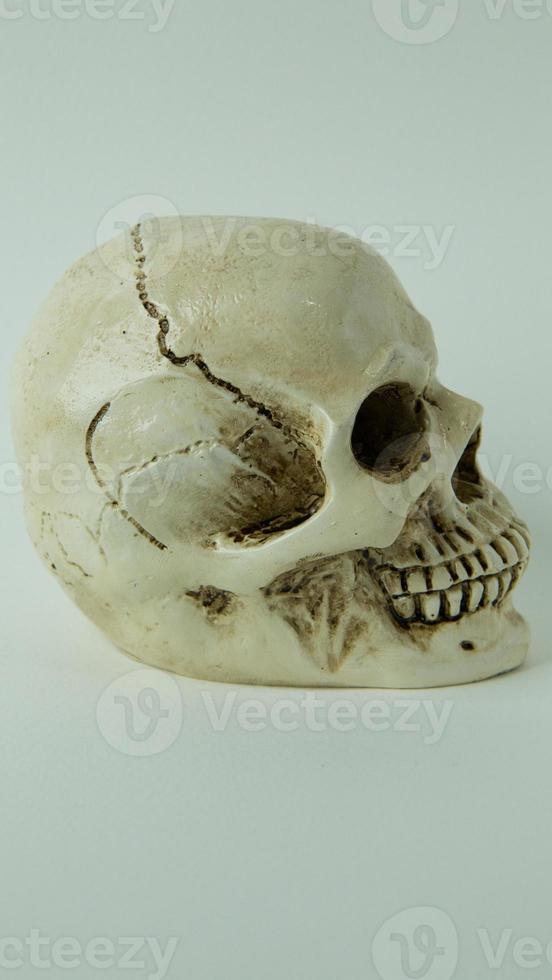 Skull close up  image on white  background. photo