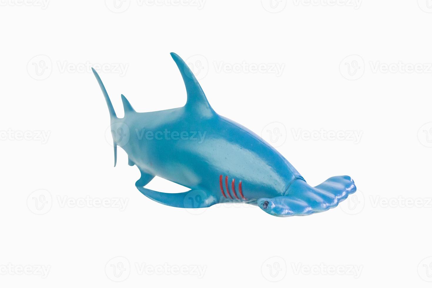 hammer shark isolation image photo
