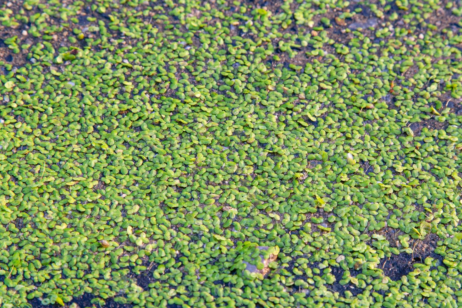 close up aquarium duckweed for background image. photo