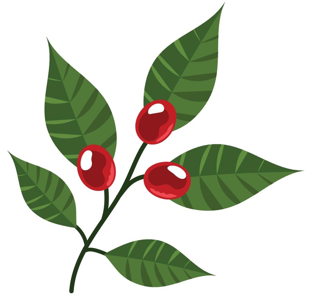 coffee plant with grains vector