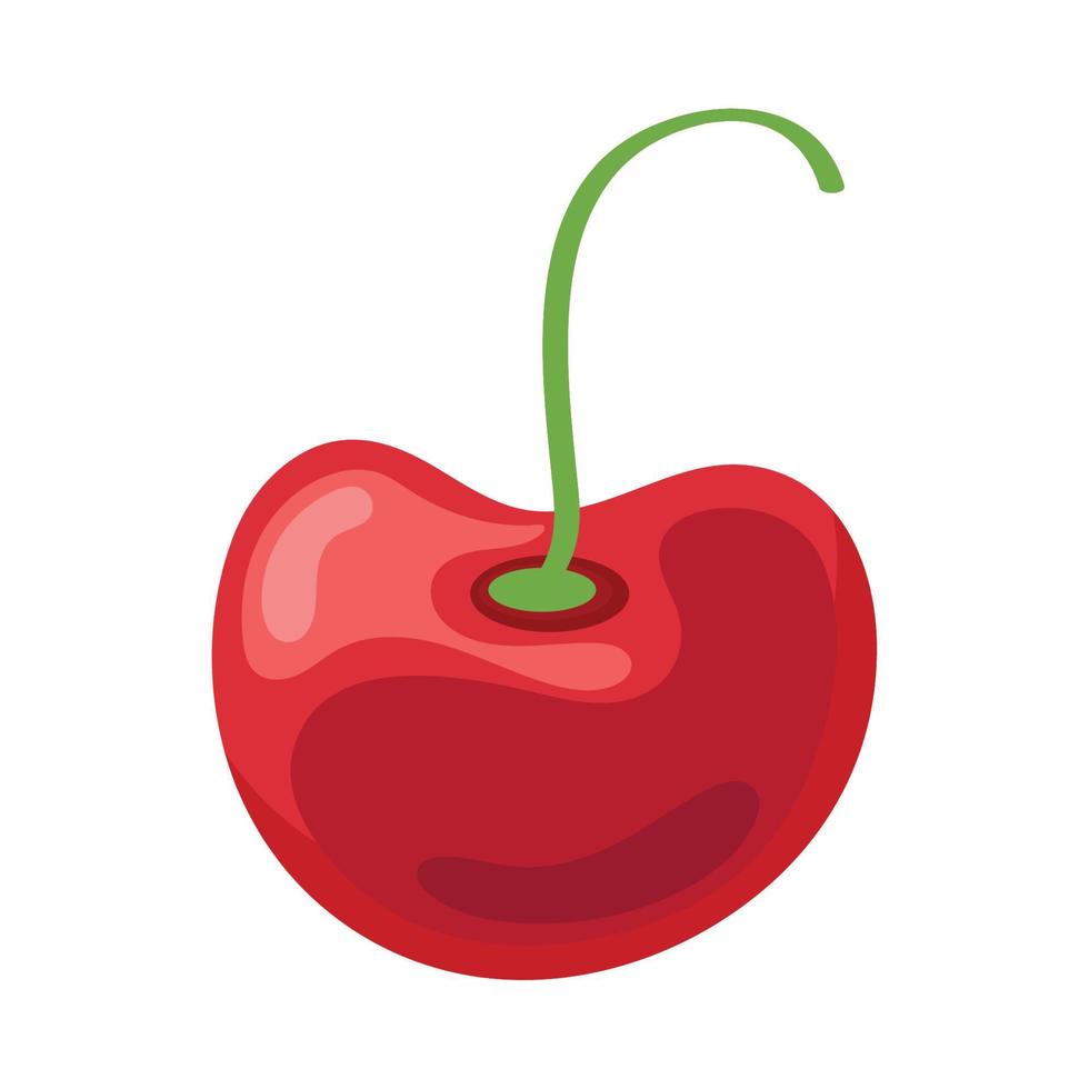 sweet cherry fruit vector