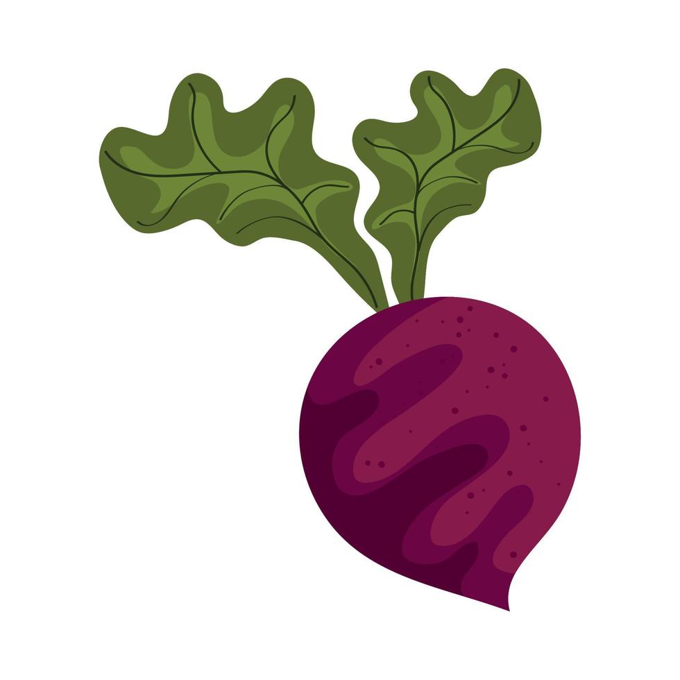 beet fresh vegetable vector