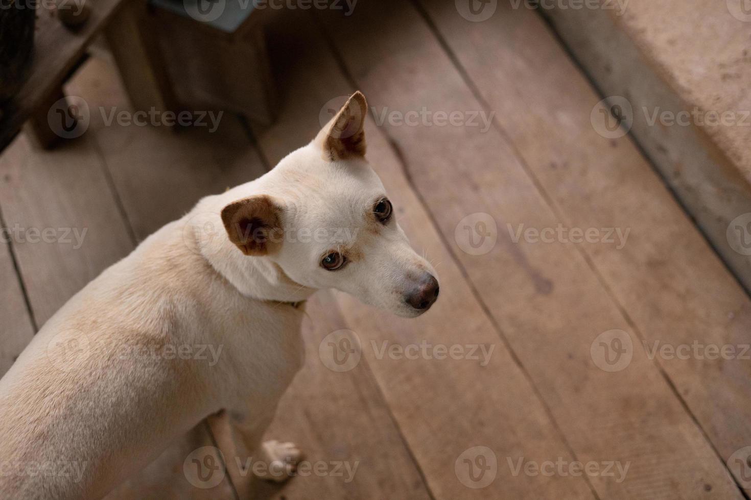 White cross breed dog top view image. photo