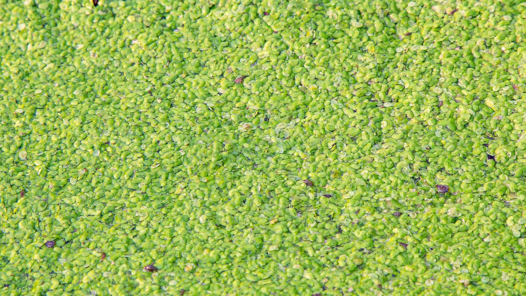 close up aquarium duckweed for background image. photo
