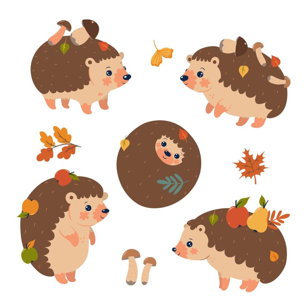 Set of cute autumn hedgehogs isolated on a white background. Vector graphics.