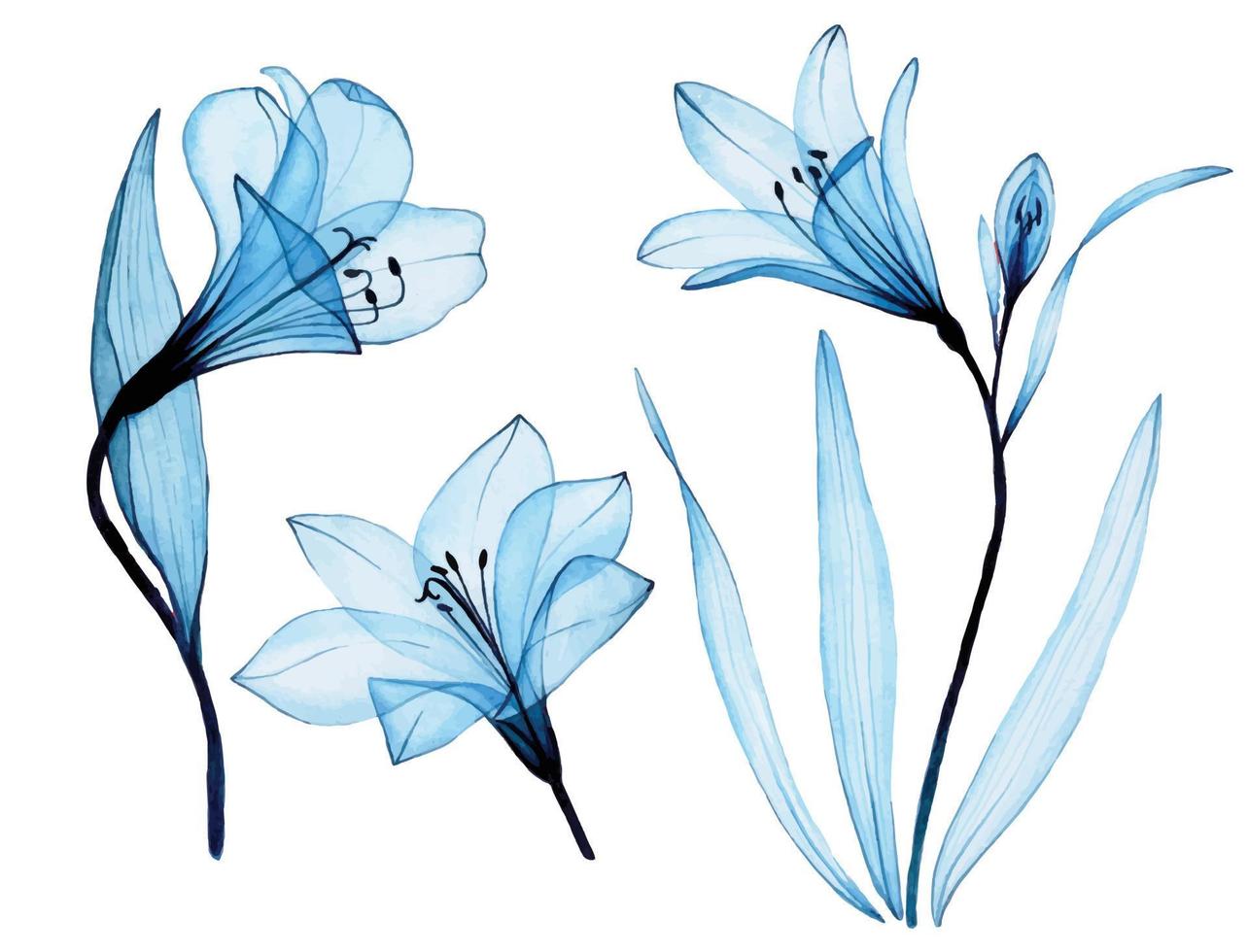 dibujo de acuarela. conjunto de flores azules transparentes alstroemeria, lirio. flores transparentes aireadas, rayos x. vector