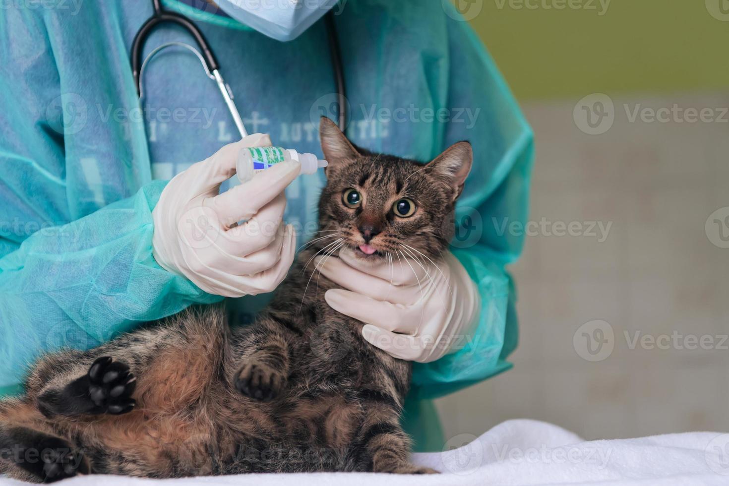 Female surgeon or doctor at the animal hospital preparing cute sick cat for surgery, putting drops in cat eyes to protect during treatment. photo