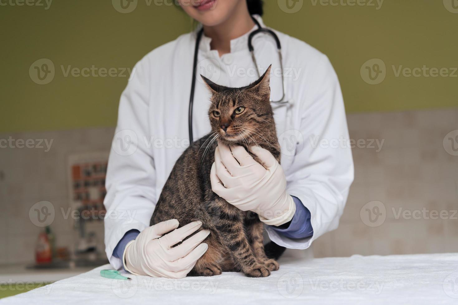 Veterinary clinic. Female doctor portrait at the animal hospital holding cute sick cat photo