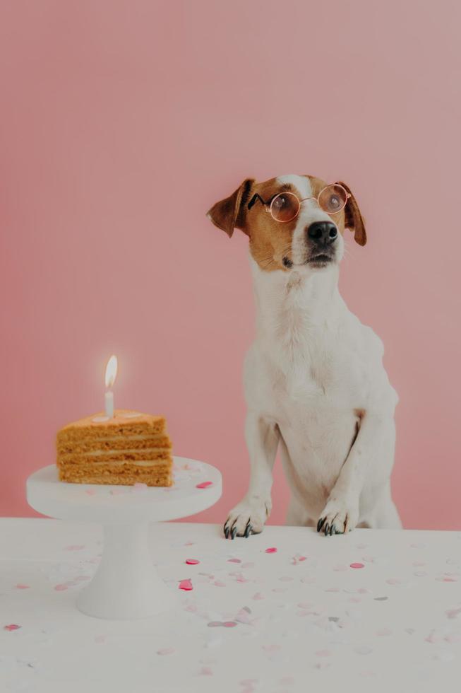 Dog birthday concept. Cute pedigree dog wears round spetacles, poses near festive cake with burning candle, enjoys party organized by owner, isolated on pink background, looks pensively away photo