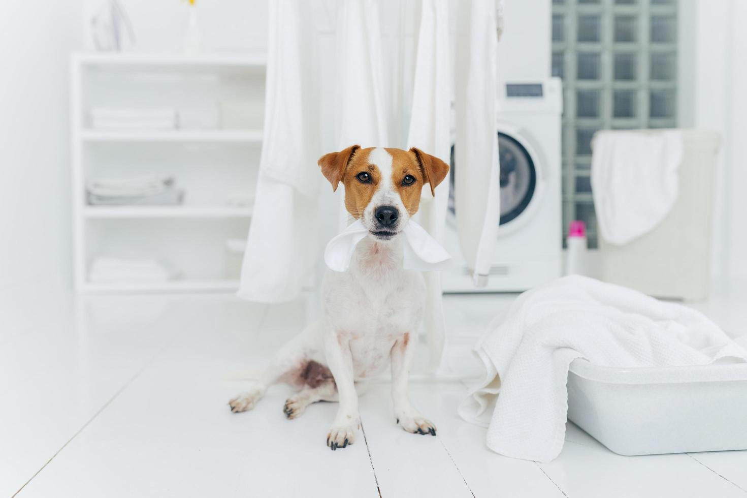 Photo of pedigree dog plays with white laundry, poses in washing room, basin with towels, washer in background, white console. Playful animal