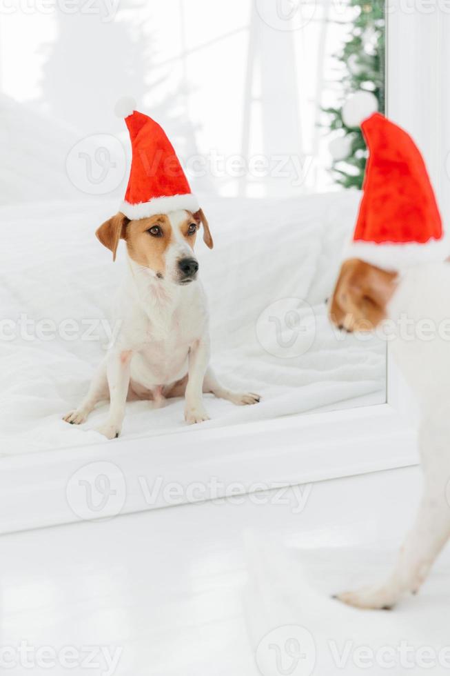 adorable cachorro lleva sombrero de santa claus, va a celebrar año nuevo o navidad, se mira en el espejo. vacaciones de invierno, mascotas y concepto de celebración foto