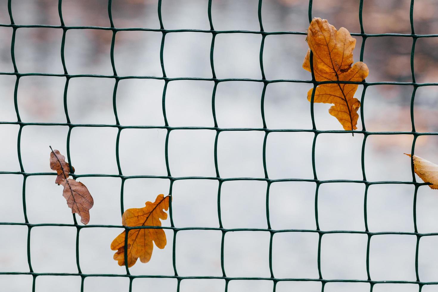 Yellow maple leaves entangled in net or fence. Autumn background. Foliage stuck between rods. Autumn texture. Horizontal view photo