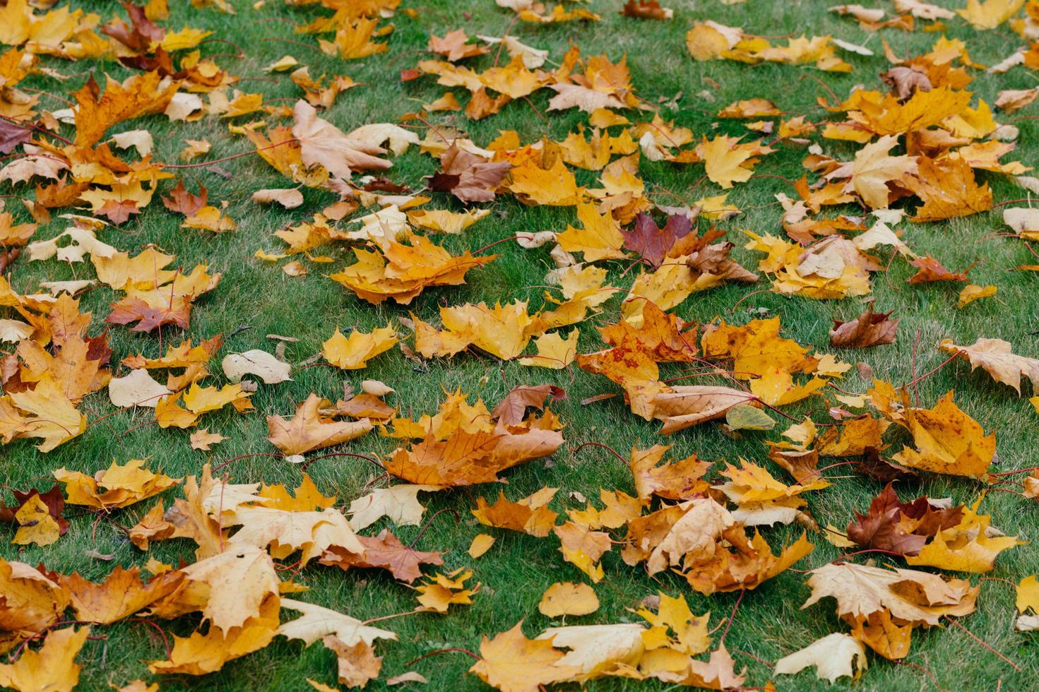 Background from yellow leaves, green grass, autumn concept. Macro photo of foliage. Season concept. Ground covered with maple leaves