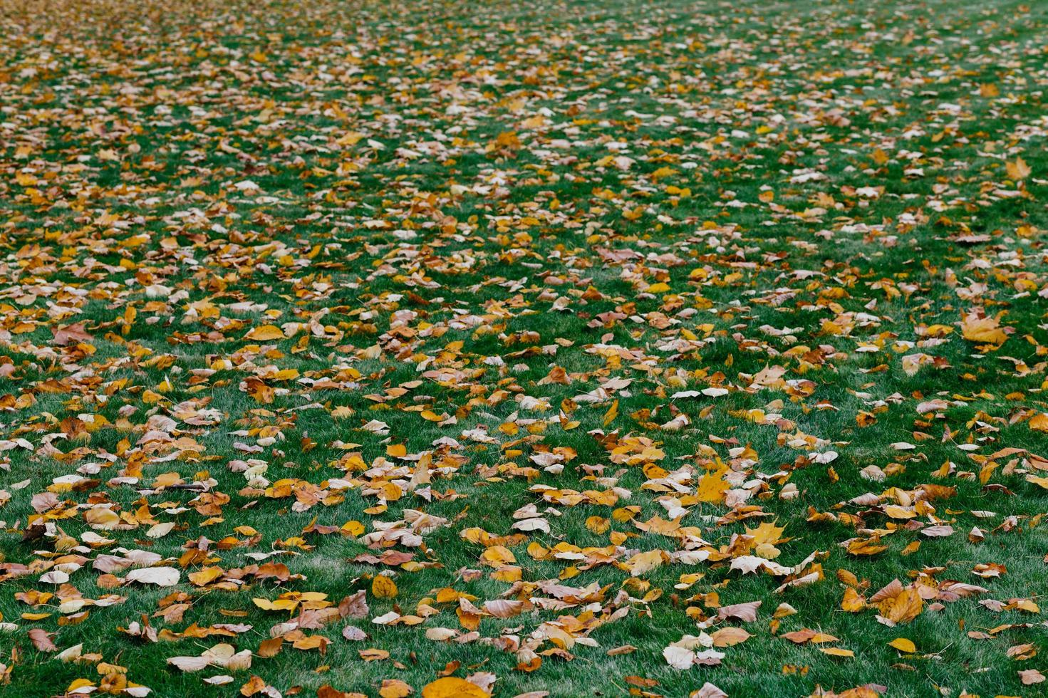 Autumn leaves on green grass. Texture of fallen foliage. Green and yellow colors. Seasonal picturesque background. Landscape photo