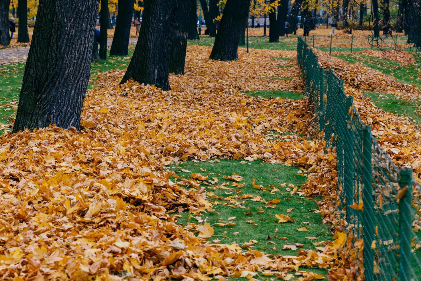 hermoso parque con árboles, hojas amarillas cerca de la valla, soleado día de otoño. concepto de temporada. disparo abstracto. colores brillantes foto